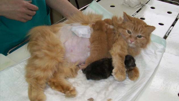 ������������ �������