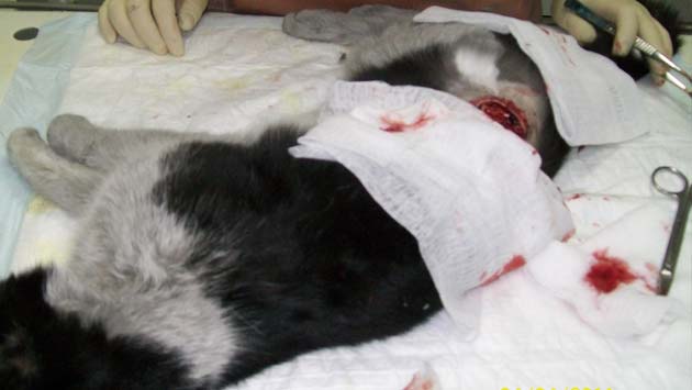 ������������ ���� � ����������